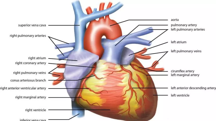 heart